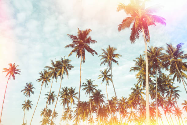 istock Palm trees on tropical beach vintage stylized 923875908