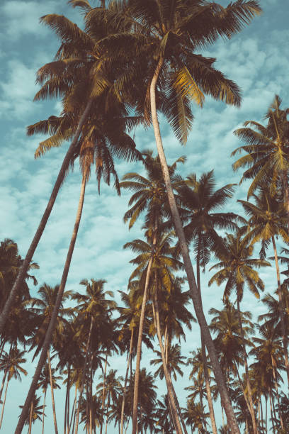 istock Coconut palm trees on tropical beach vintage toned 923876572
