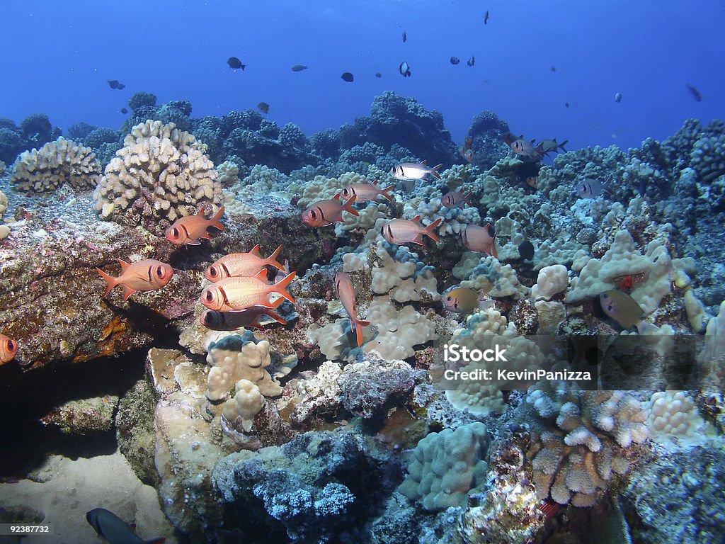 Black Bar Soldier Fish on a Maui reef in Hawaii  Molokini Stock Photo