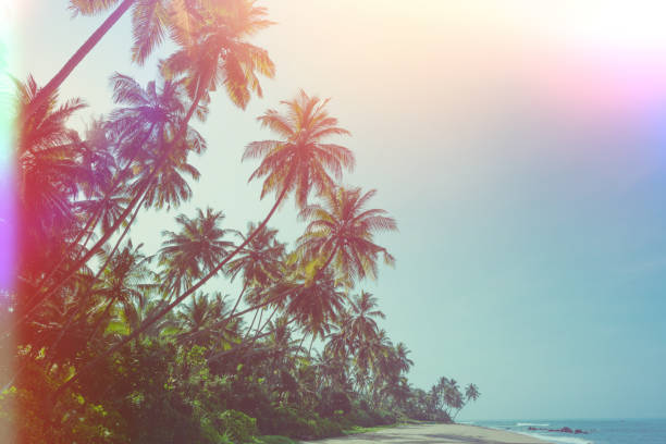istock Palm trees on tropical beach vintage stylized 923878920