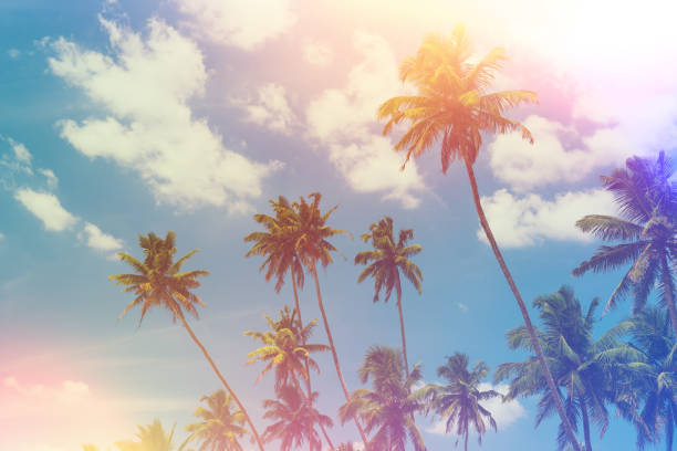 istock Palm trees on tropical beach vintage stylized 923879028