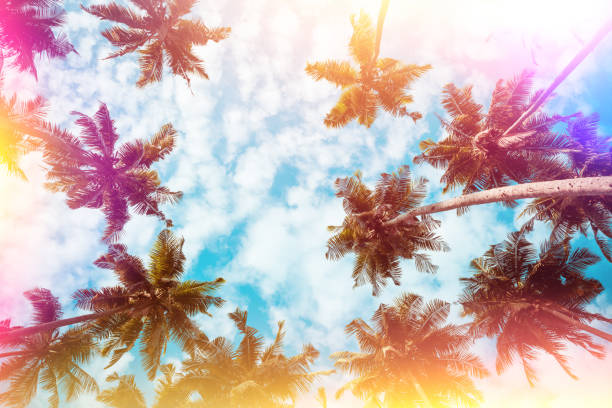 istock Palm trees on tropical beach vintage stylized 923879126