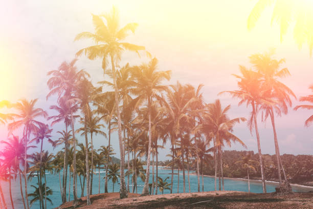 istock Palm trees on tropical beach vintage stylized 923879268
