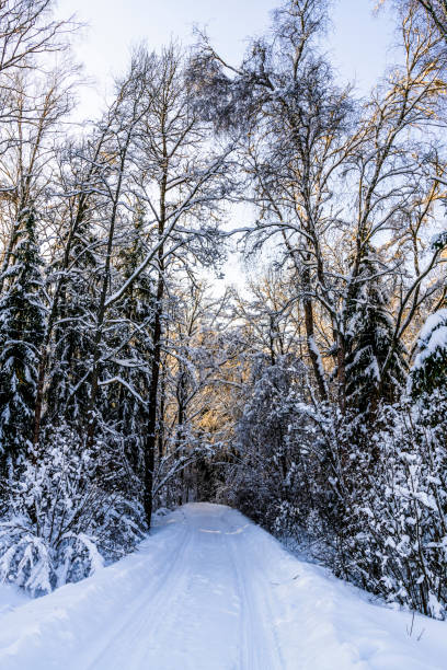 istock Snow-covered road in the evening forest 923879334