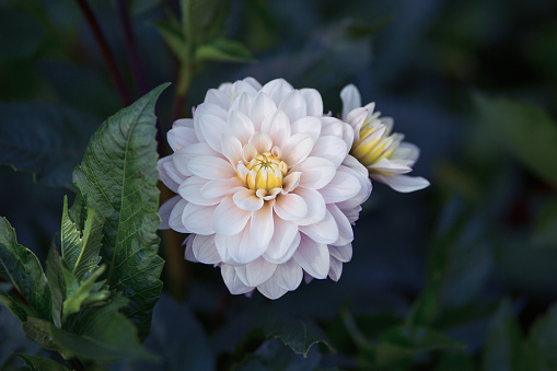 Beautiful blooming white dahlias. Selective focus. Shallow depth of field, blurred dark background. Toned image