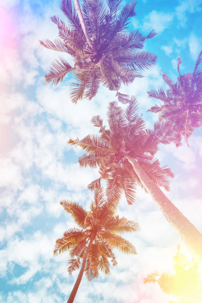 istock Palm trees on tropical beach vintage stylized 923880030