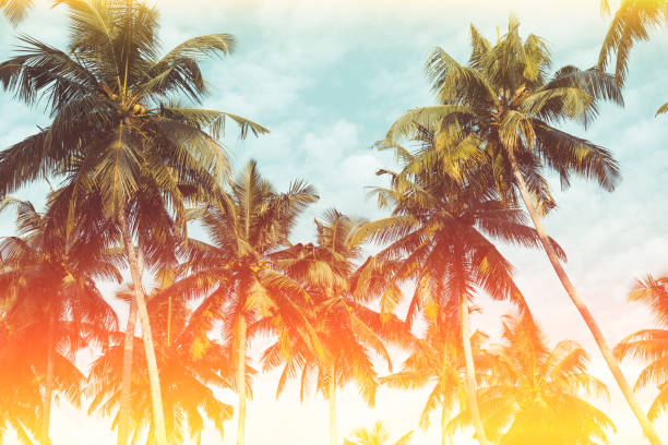 istock Palm trees on tropical beach vintage stylized 923880322