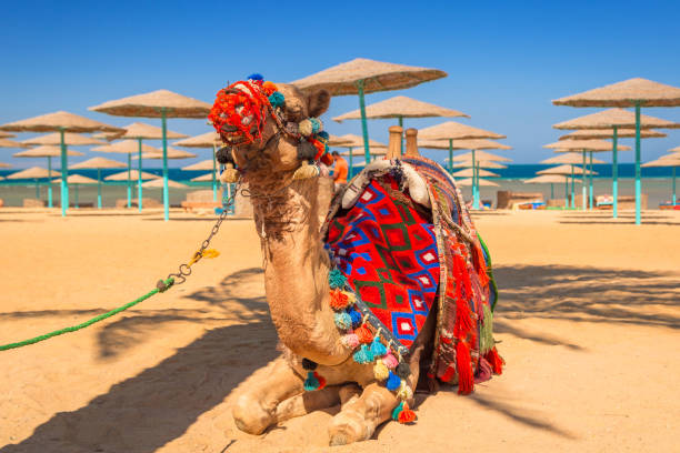 istock Camel on the beach of Hurghada 923880330