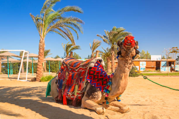 istock Camel on the beach of Hurghada 923880340