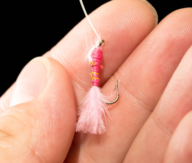 istock fly to catch fish in a hand on a black background 923880440