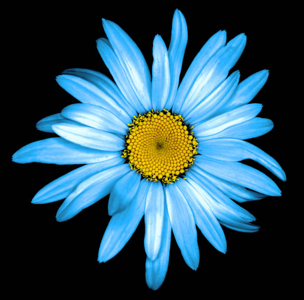 istock Surreal dark chrome cyan daisy flower macro isolated on black 923880602