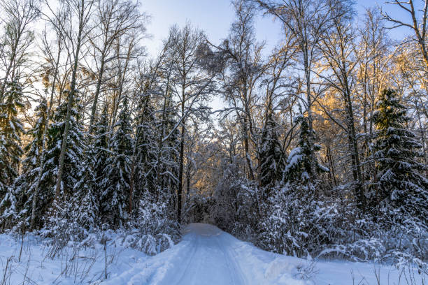 A road in winter frozen forest