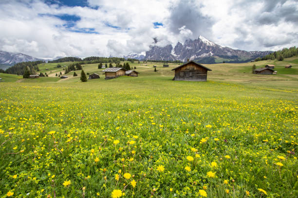 istock Blooming dandelions field in Alps 923880800
