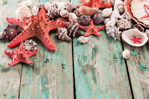 istock Summer background. Holiday season. Marine life. Card with shells, copy space, 923881170