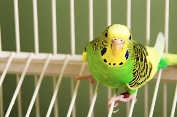 Beautiful yellow and green parakeet in a cage stock photo