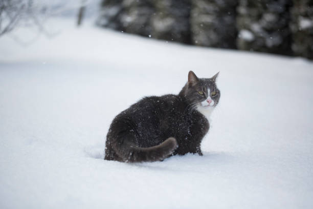 istock cat in the snow 923883660