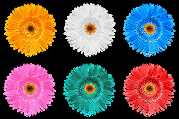 istock Pack of colored gerbera flowers macro isolated on black 923883770