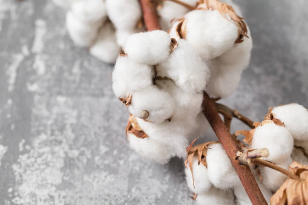 istock Dried cotton plant flower on old grey background. Close-up, copy space. 923884020