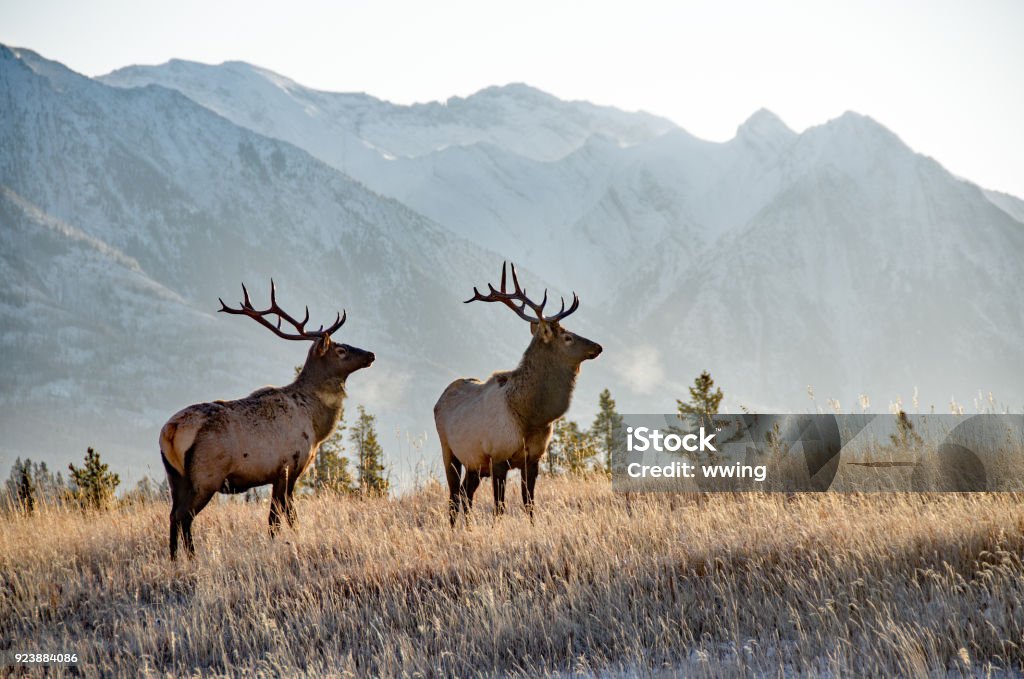 Two bull elk in Banff Two large bull elk in Banff National park. November Canada Stock Photo