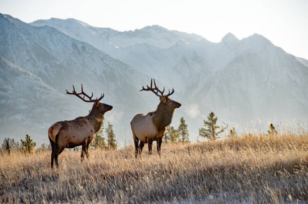Two bull elk in Banff Two large bull elk in Banff National park. November canadian rockies stock pictures, royalty-free photos & images