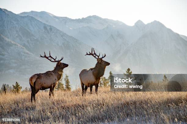 Two Bull Elk In Banff Stock Photo - Download Image Now - Canada, Banff National Park, Elk