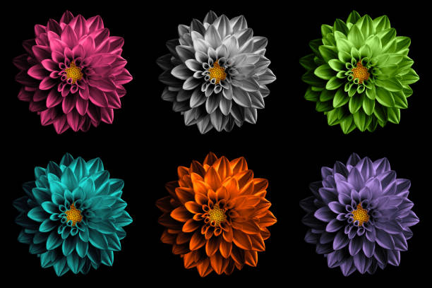 istock Pack of colored surreal dahila flowers macro isolated on black 923884160