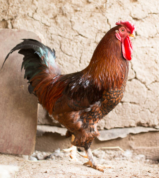 istock colored cock on a chicken farm 923884406