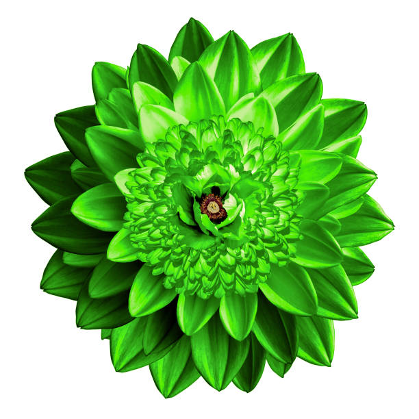 istock Surrealistic fantasy green flower macro isolated on white 923884916
