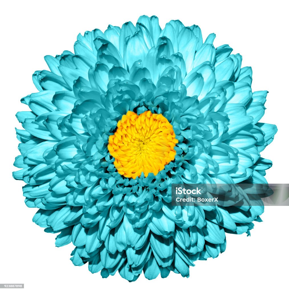 Hoa Cúc Cyan Đen Siêu Thực Với Macro Trái Tim Màu Vàng Bị Cô Lập ...