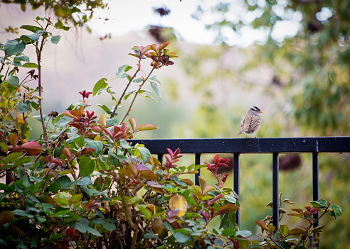Little chickadee perches on wrought iron fence with rose bush greenery in foreground. Trees and mountains blurred in background