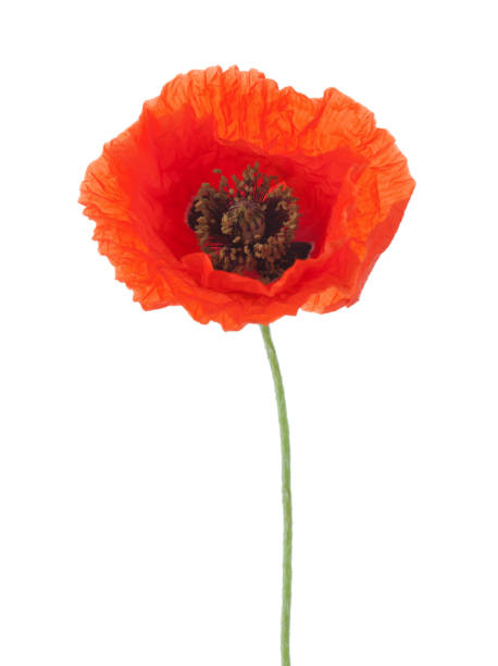 red poppy isolated on white background. - poppy flower petal stamen imagens e fotografias de stock