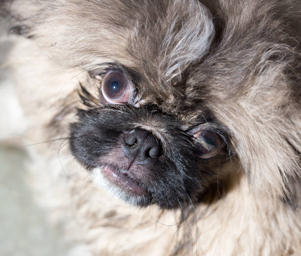 istock portrait of a beautiful fluffy dog 923888078
