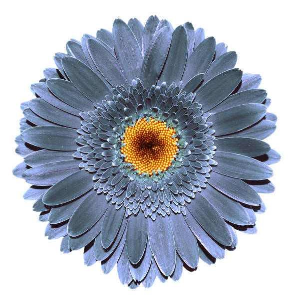 istock Surreal dark chrome grey blue gerbera flower macro isolated on white 923888282