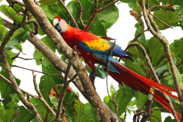 istock Scarlet Macaw Parrot (Ara macao) is climbing in a tree, Paramillo National Park, Colombia 923888346