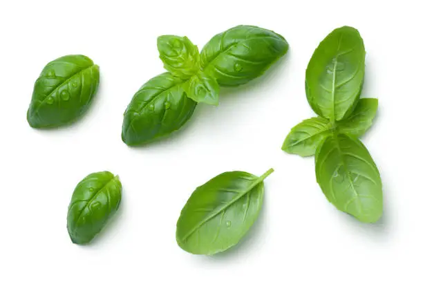 Basil leaves with water drops isolated on white background. Top view