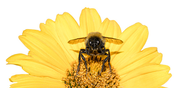 Bee collects pollen from yellow flowers perennial aster isolated on white