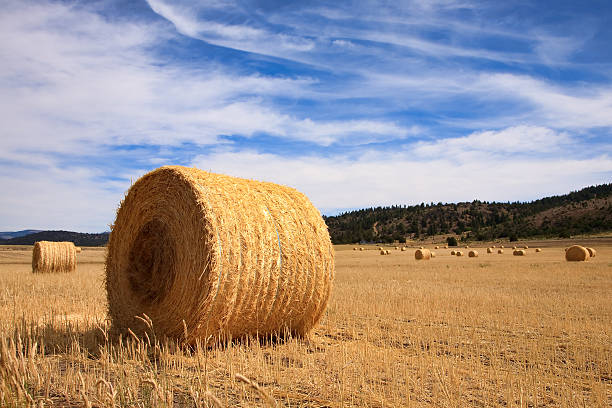 istock Round bale of hay 92388894