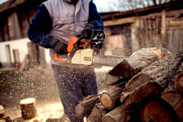 istock Cutting wood with chainsaw at backyard, lumberjack work professi 923891224