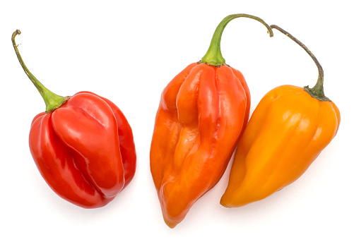 Three Habanero chili top view red yellow orange hot peppers isolated on white background