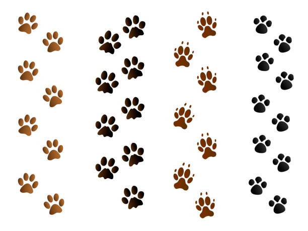 istock black and brown pet paw print tracks on white 923897572