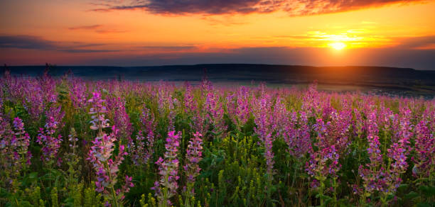 istock Meadow of lavender at sunset 923898260