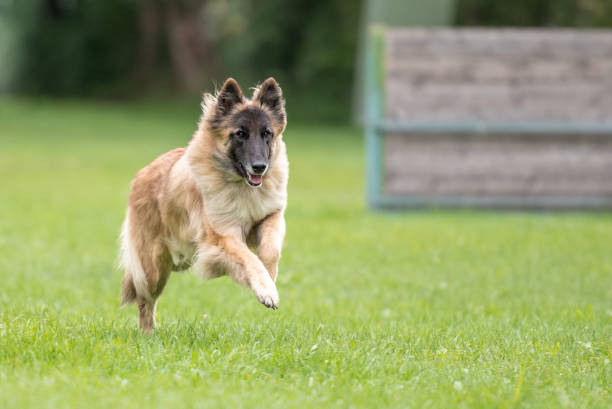 tervueren - perro corre sobre un verde entrenamiento - pastor belga - tervueren fotografías e imágenes de stock