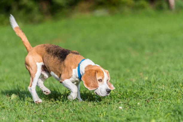 chien mignon suit un sentier - chien beagle - following photos et images de collection