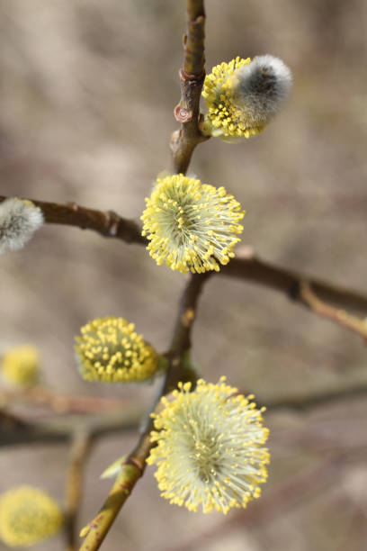 istock Blossoming buds on pussy willow against dry grass background 923902252