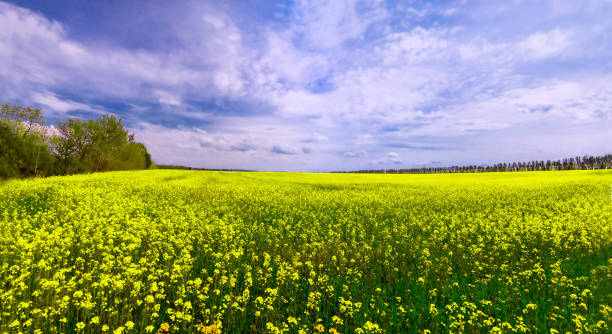 istock Green field with yellow flowers and blue sky 923902424