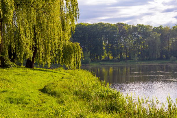 istock Lake in park with green trees and blue water 923902448