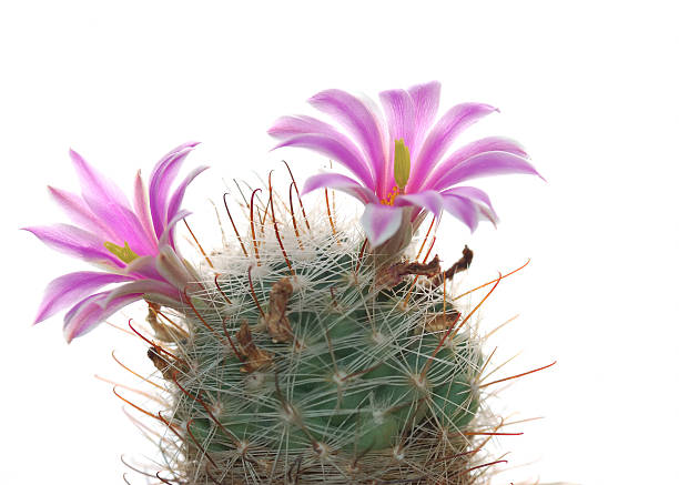 Cactus Mamillaria insularis flowering two flowers 4 cm in diameter\nPlease review my portfolio by category:\n[url=http://www.istockphoto.com/file_search.php?action=file&lightboxID=6343826]\n[img]http://img-fotki.yandex.ru/get/9219/34889942.6/0_90482_38566daa_S[/img][/url]