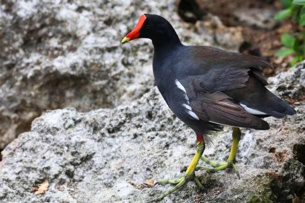 istock Common Gallinule (Gallinula galeata) Bird, Paradise Island, The Bahamas 923905016