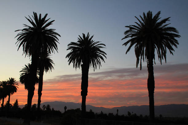 palm tree shadow sunset - san bernardino imagens e fotografias de stock