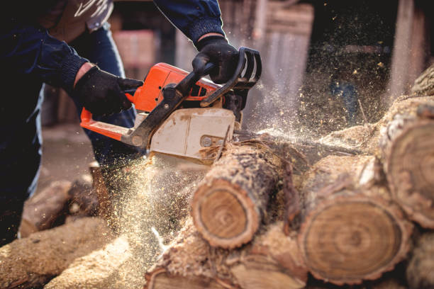 istock Cutting wood with chainsaw at backyard, lumberjack work profession. 923910626